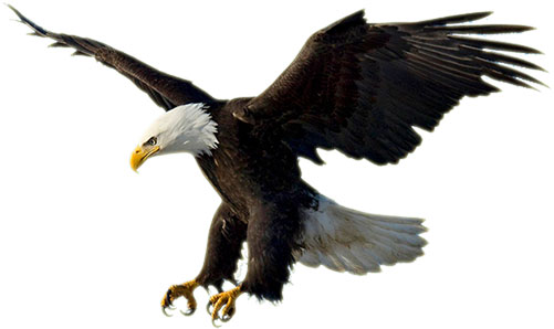 501x298 Patriotic Eagle Clip Art Image