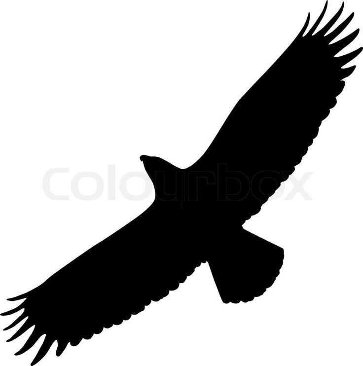 736x742 Best Eagle Silhouette Ideas Eagle Outline