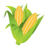 164x170 Clip Art Of Corn Cobs K3651097