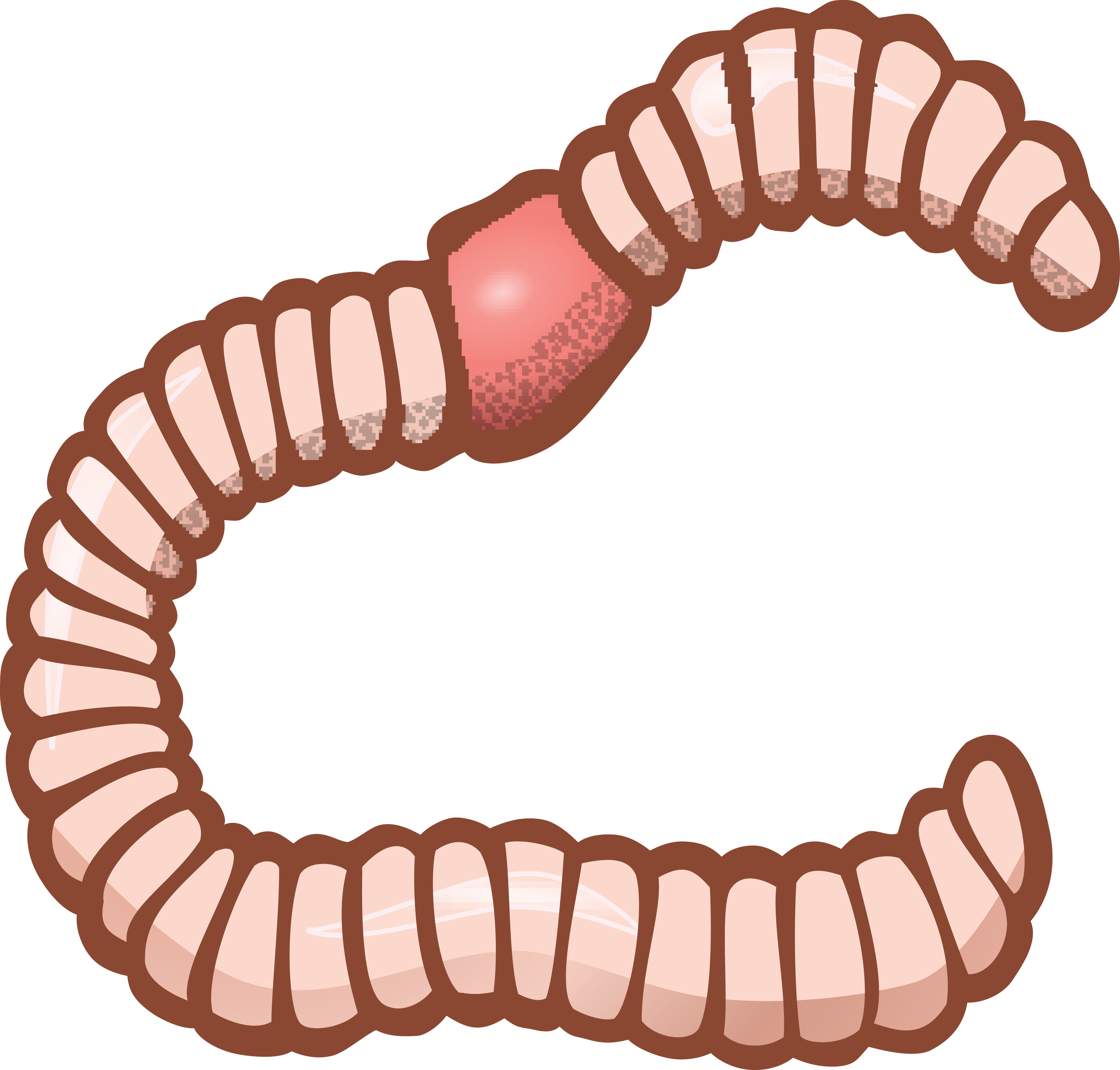 4000x3824 Clipart Of An Earthworm
