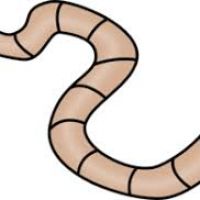 200x200 Worm Clipart