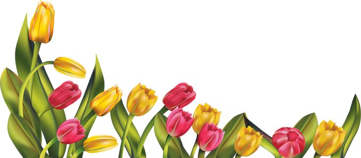 736x322 Easter Flower Border Clip Art