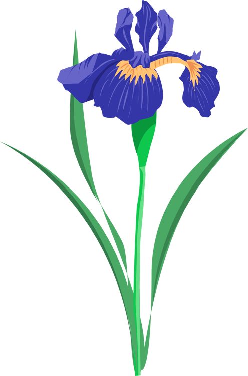 495x750 Clipart Tall Flower