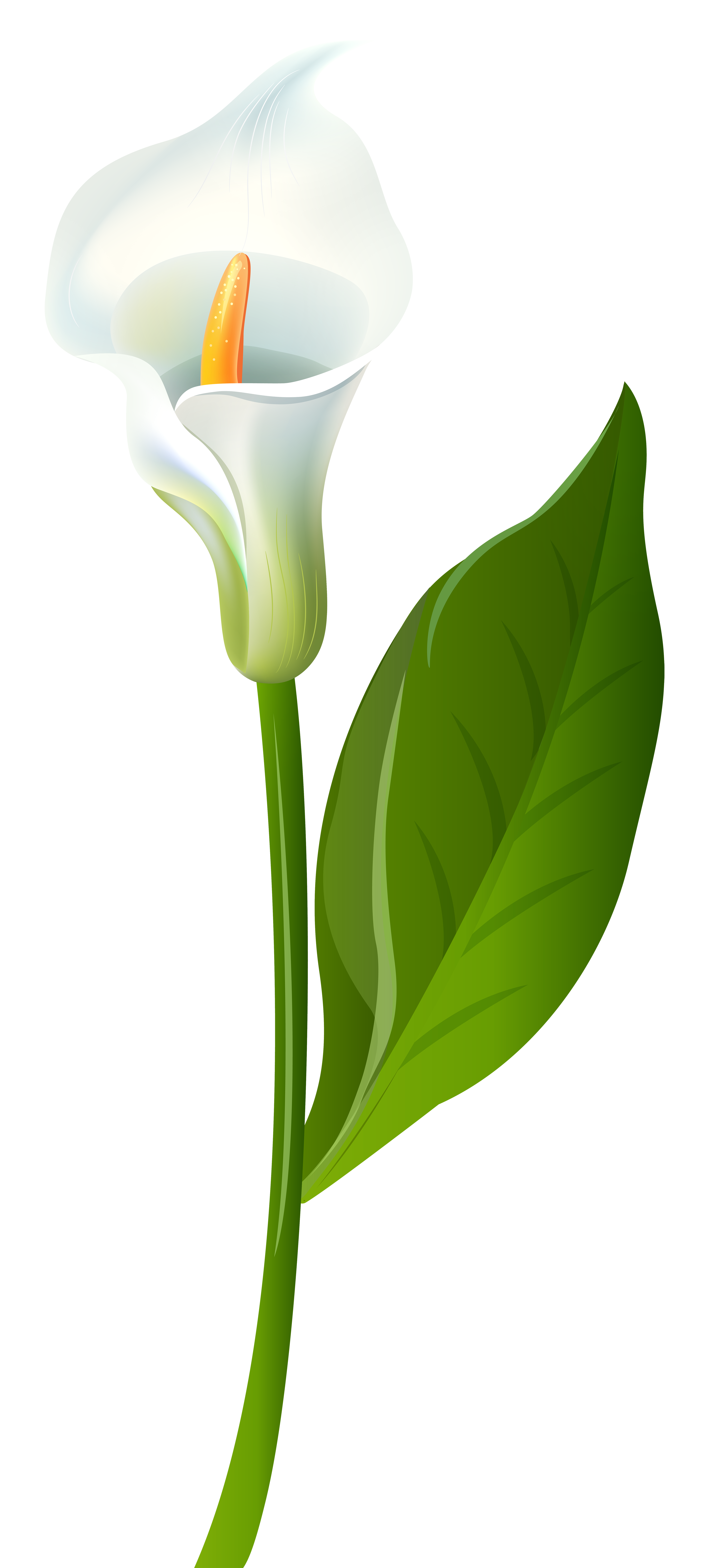 3610x8000 Calla Lily Transparent Png Clip Art Imageu200b Gallery Yopriceville