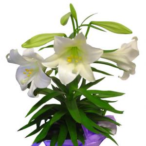 300x300 Easter Lilie Clipart Collection