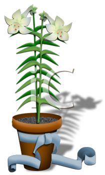 210x350 Potted Easter Lily With A Bow
