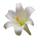 170x170 Stock Photo Of Potted Easter Lily Plant X18559212