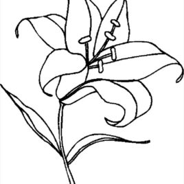 268x268 Tiger Lily Coloring Page Kids Drawing And Coloring Pages
