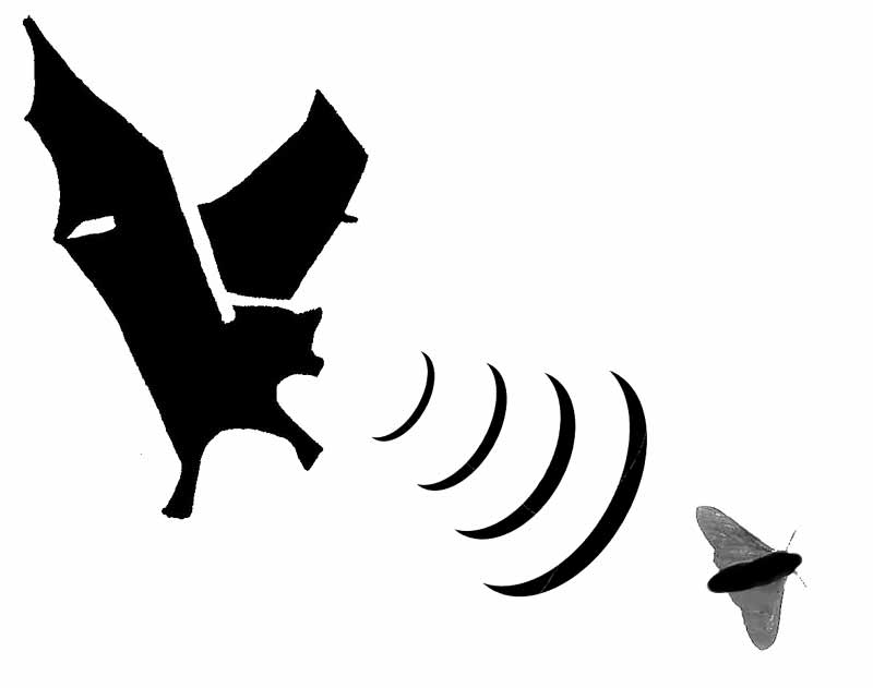 800x631 Bat Echo Clipart