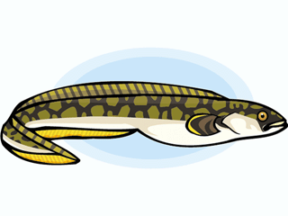 320x240 Eel Clipart 2