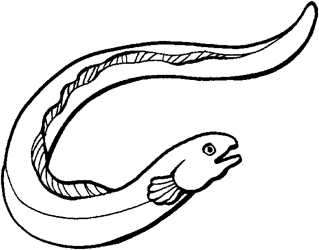 630x494 Eel Clipart 8 3