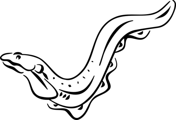 739x507 Eel Clipart Drawing