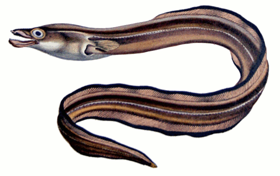 900x565 Best Eel Clipart