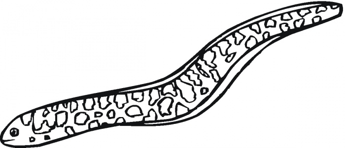 700x301 Eel Prescribe Clipart Free Download Clip Art