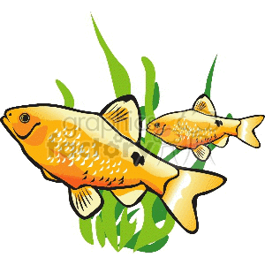300x300 Royalty Free Two Golden Fish And Green Sea Weed 133654 Vector Clip