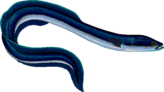 565x320 Animal Eel Clipart