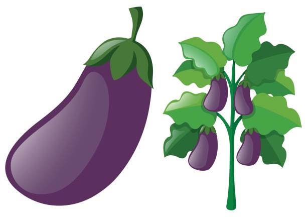612x432 Eggplant Clipart Leaf