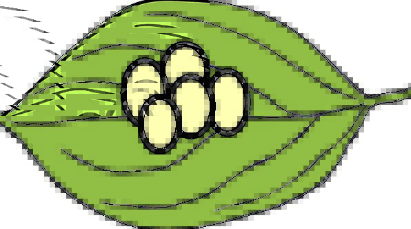 596x332 Clip Art Of Butterfly Eggs On Leaves Cliparts