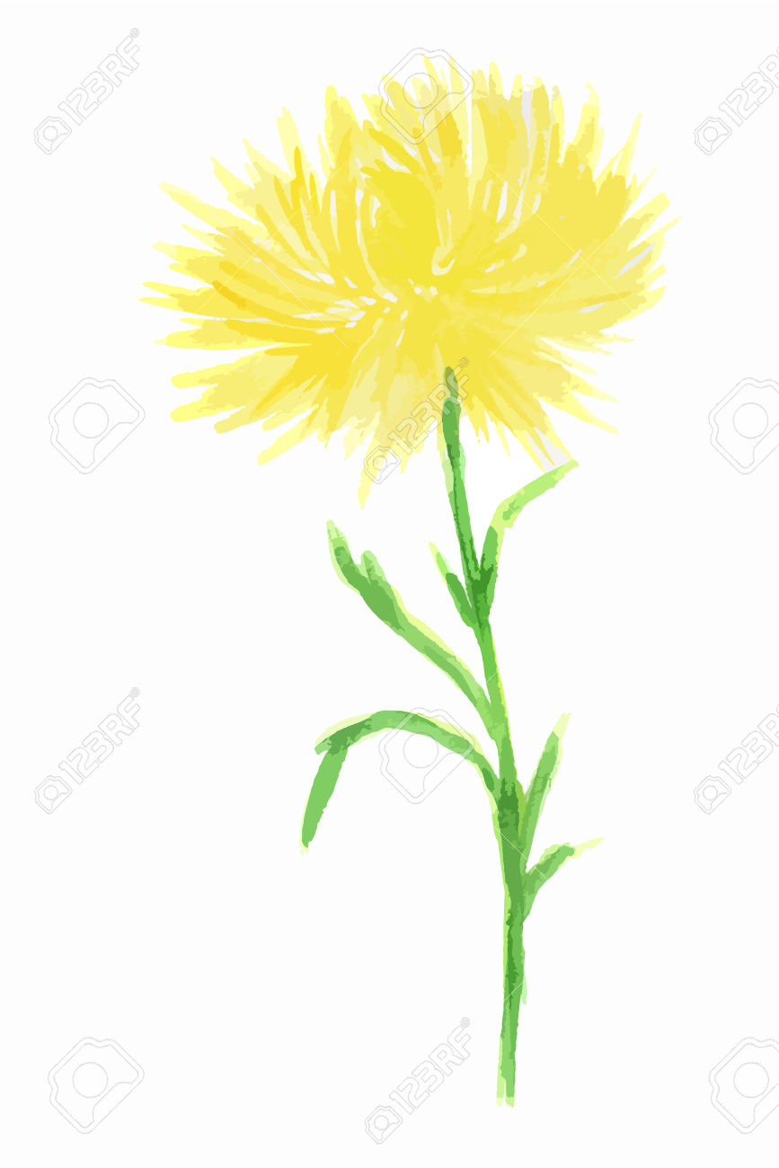 867x1300 Dandelion Clipart Elegant Flower