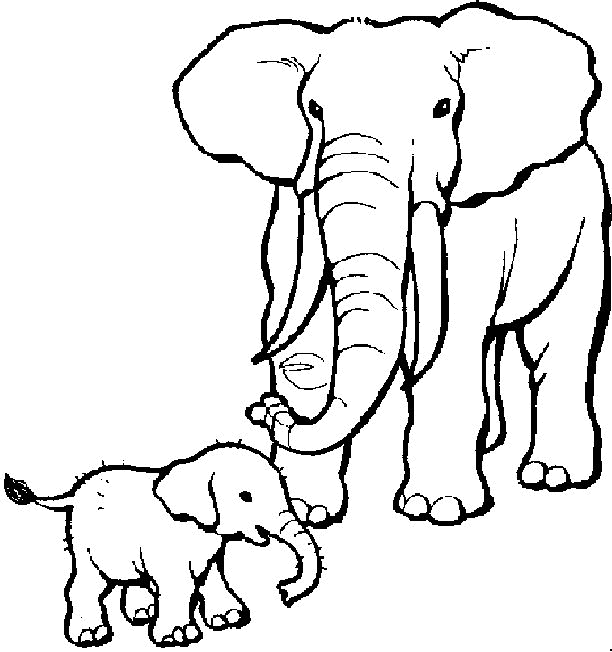 612x652 Elephant Coloring Pages Baby And Mom
