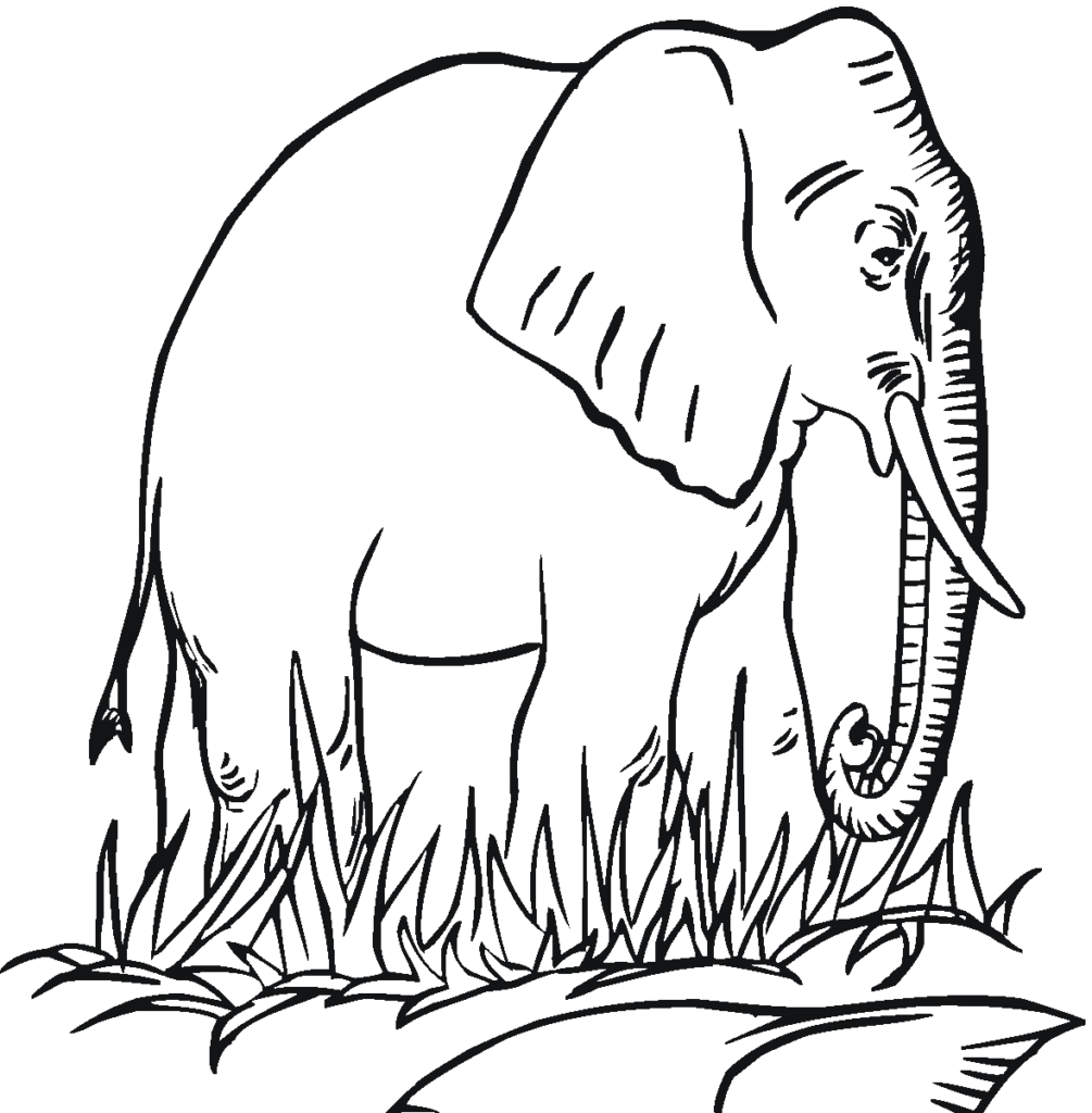 1005x1024 Free Printable Elephant Coloring Pages For Kids Elephant Printable