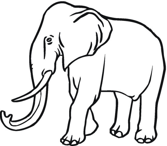 550x483 Majestic Elephant Coloring Page