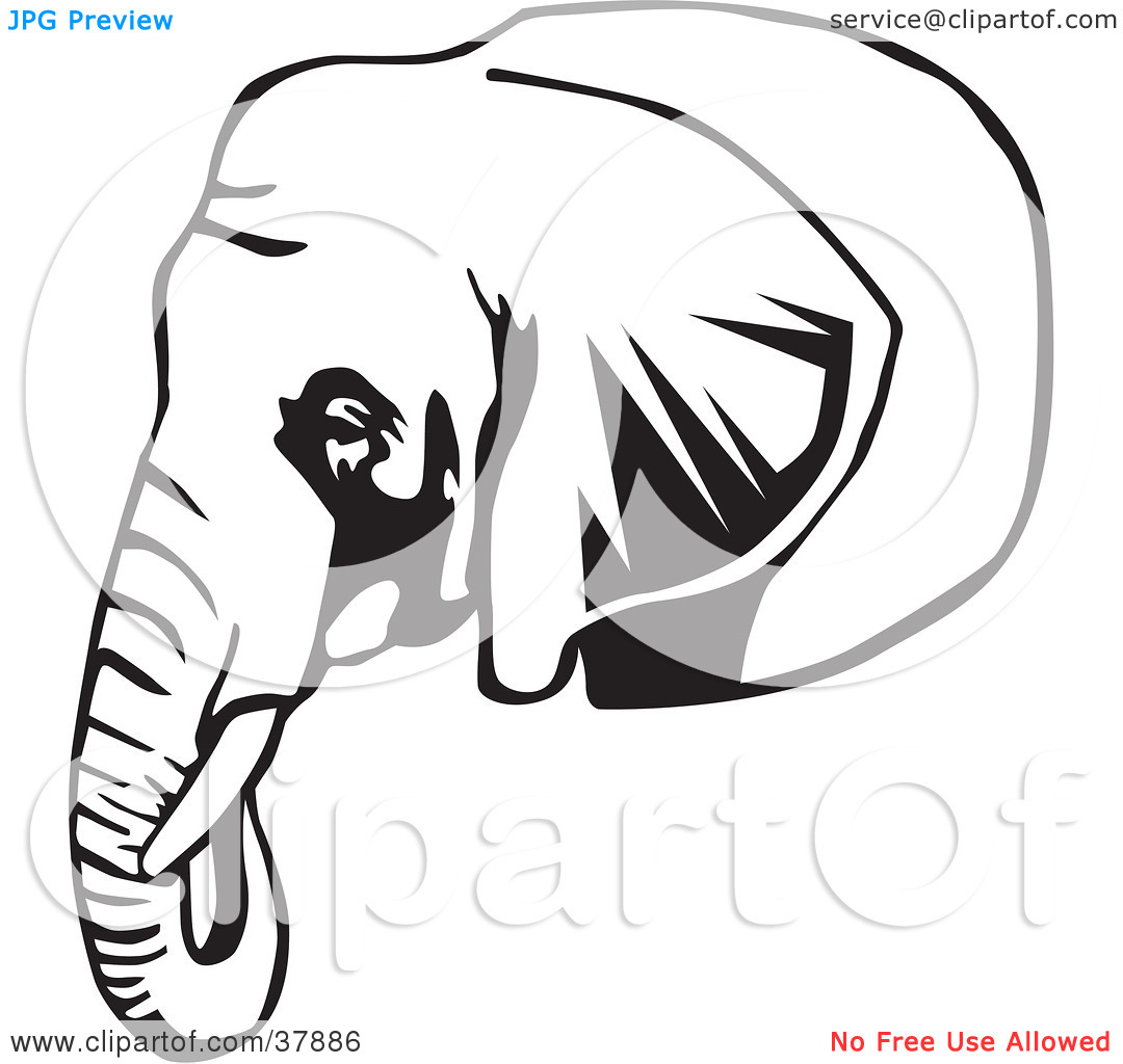 1080x1024 Elephant Head Outline Clipart Panda