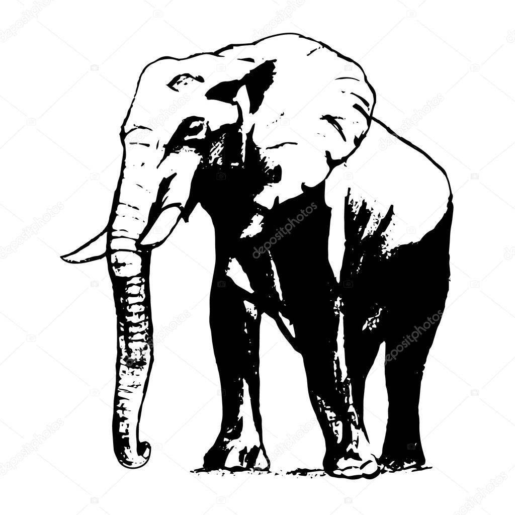 1024x1024 Elephant In Black And White, The Graphic From The Hand Stock