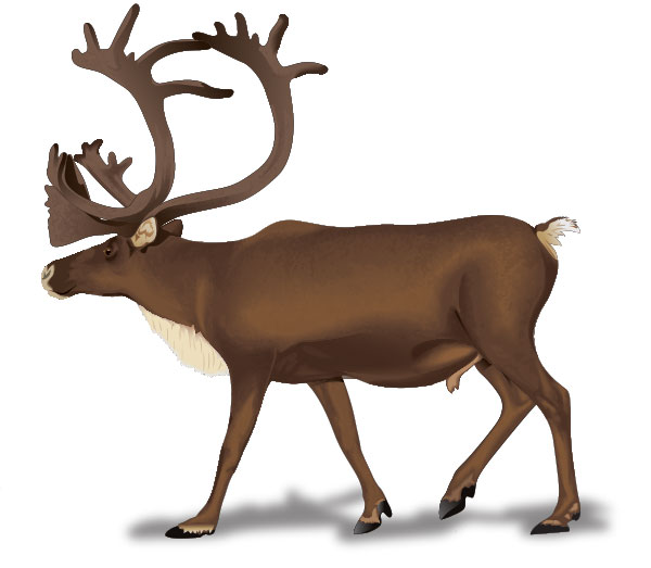 600x523 Top 96 Caribou Clip Art
