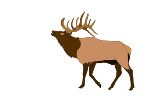 300x201 Elk Free Images