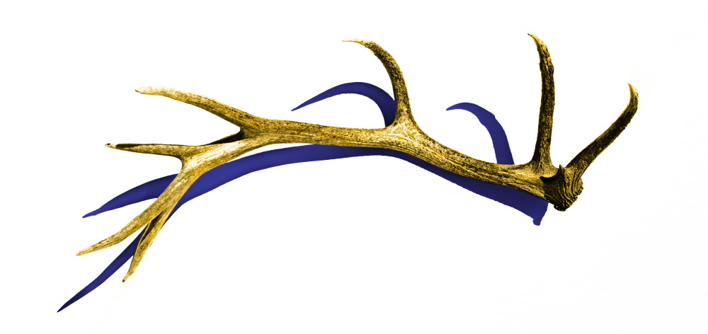 1000x472 Elk Clipart Elk Horn