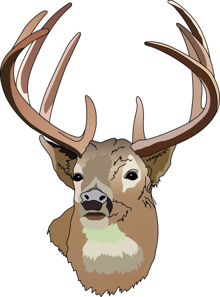 736x990 Mounted Deer Head Clipart