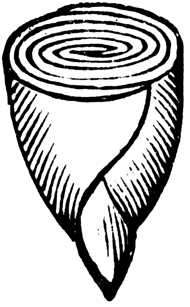 634x1024 Embryo Of Calycanthus Clipart Etc