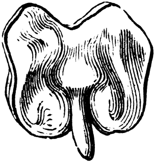 304x320 Morning Glory Embryo Clipart Etc