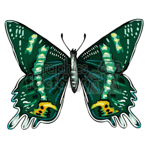 300x300 Royalty Free Butterfly With Emerald Green Wings 130771 Vector Clip