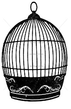 236x361 Images For Gt Birdcage Drawing My Style Birdcage