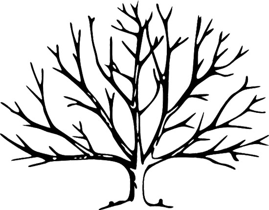 550x430 Empty Tree Clipart Full Page