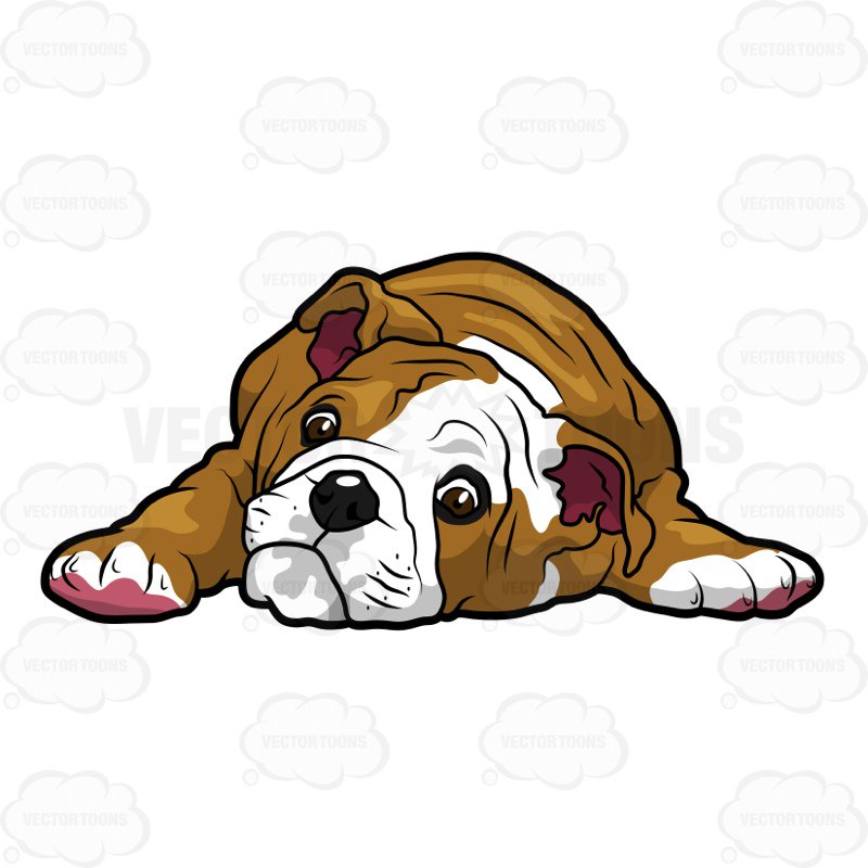 800x800 English Bulldog Puppy Lying Down With Its Head On The Floor