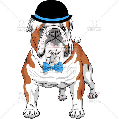 400x400 English Bulldog Breed In Hat And Bow Tie Royalty Free Vector Clip