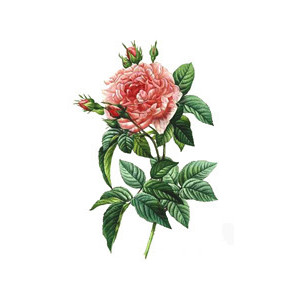 300x300 Free Roses Clipart