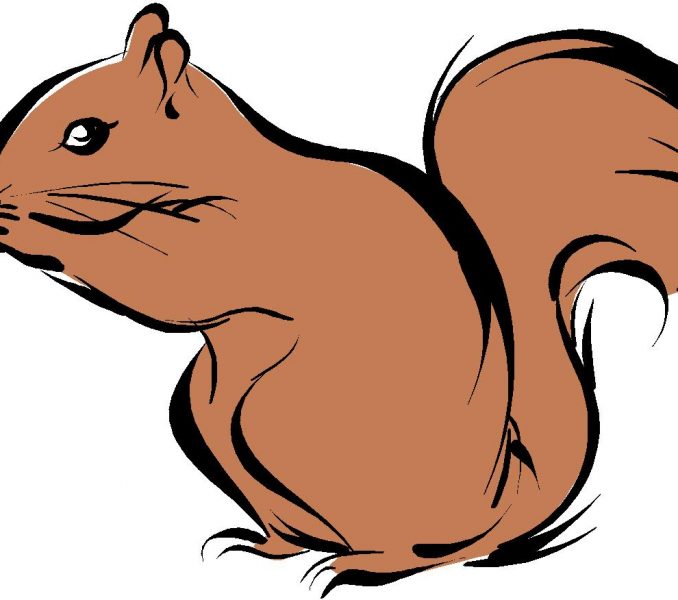 678x600 Squirrel Pictures For Kids Kids Coloring