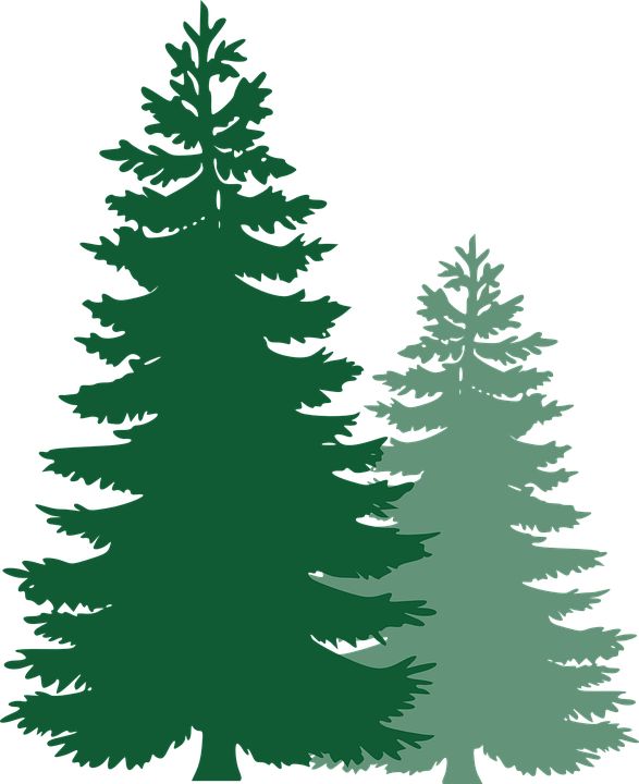 587x720 Graphics For Ponderosa Pine Graphics