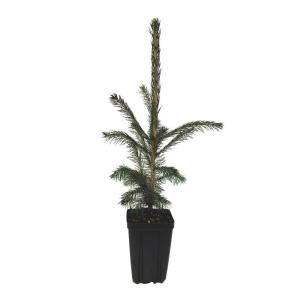 300x300 Evergreen Nursery White Spruce Potted Evergreen Tree Sprwhiaqt