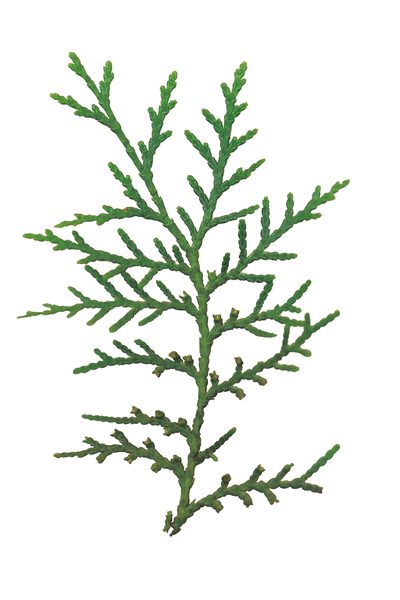 400x600 Evergreen Trees That Tolerate Heat Home Guides Sf Gate