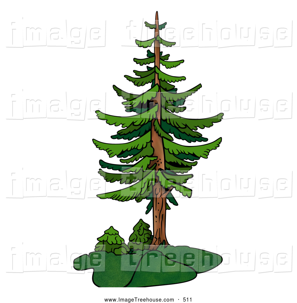 1024x1044 Tree House Trees Design Of Your House Its Good Idea For Your Life