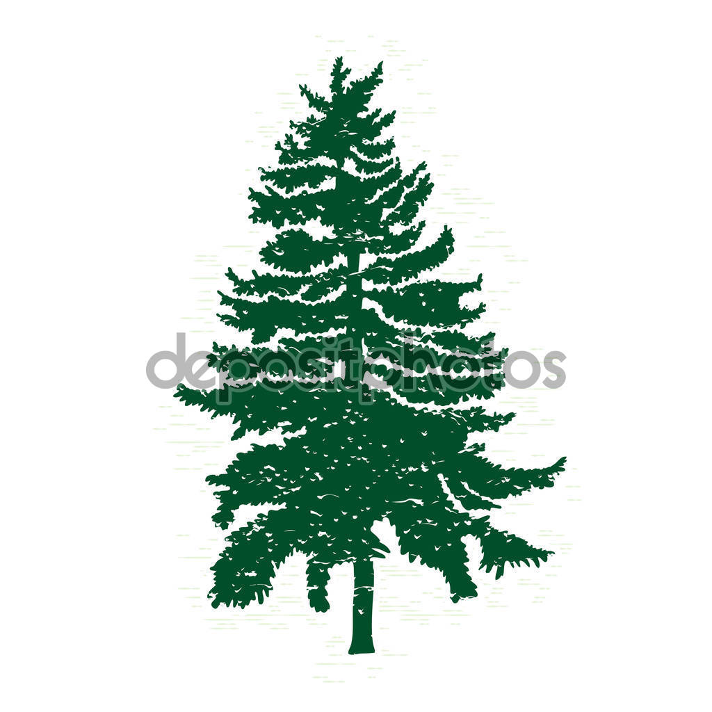 1024x1024 Drawn Fir Tree Evergreen Tree