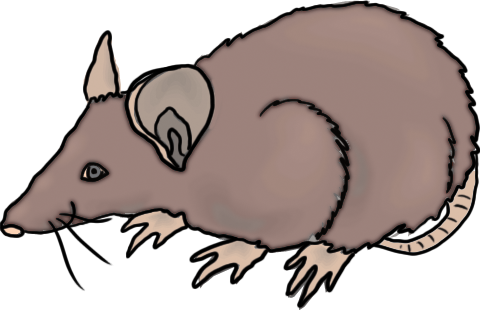 480x310 Clipart Dead Rat Collection