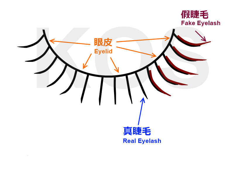 800x600 Eyelash Extensions Clip Art