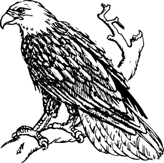 530x528 Black Eagle Clipart Bird Prey