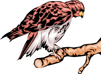 350x256 Royalty Free Falcon Clip Art, Bird Clipart